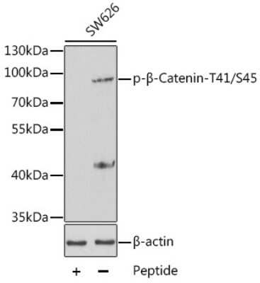 Western Blot: beta-Catenin [p Thr41, p Ser45] AntibodyAzide and BSA Free [NBP3-05413]